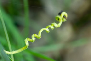 Güzel botanik fotoğrafı, doğal duvar kağıdı.