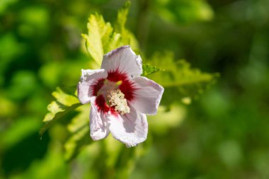 Doğada çiçek açan arka planda, kapat