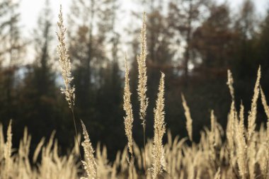  kamış otları tarlada, doğada ve ormanda