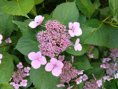 Arka planda pembe çiçekler, yakın plan.