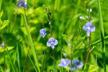 Baharda çiçek açarken bahçede güzel çiçekler. Slovakya