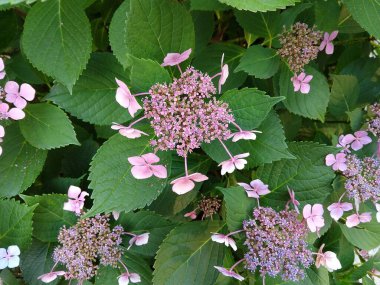 Arka planda pembe çiçekler, yakın plan.