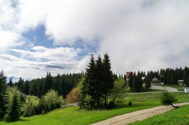 Güneşli bir günde ormanda sihirli ağaçlar. Slovakya