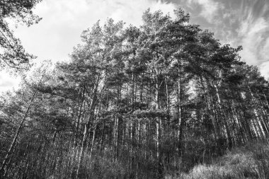 Güneşli bir günde ormanda sihirli ağaçlar. Slovakya