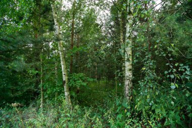 Güneşli bir günde ormanda sihirli ağaçlar. Slovakya