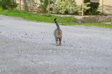 Parktaki sevimli kedi.