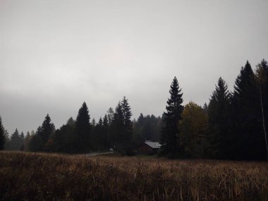 Ormanda sonbahar ağaçları, Slovakya