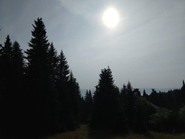 Slovakya 'da ormandaki köknar ağaçları