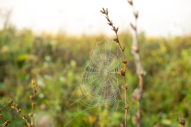 Bahar tarlasında örümcek ağı