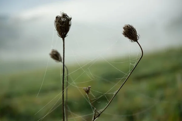 Toile Araignée Dans Champ Printemps — Photo