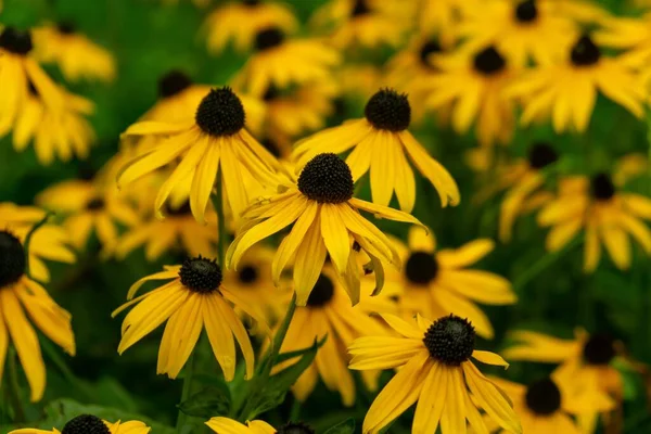 Flores Amarelas Campo Perto Tiro — Fotografia de Stock
