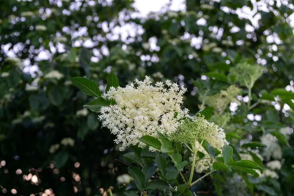 Schöne Blumen Garten Während Der Frühjahrsblüte Slowakei — Stockfoto