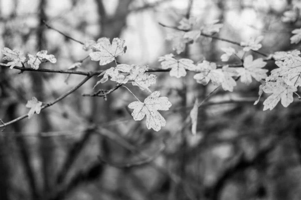 Gros Plan Des Jeunes Feuilles Sur Fond — Photo