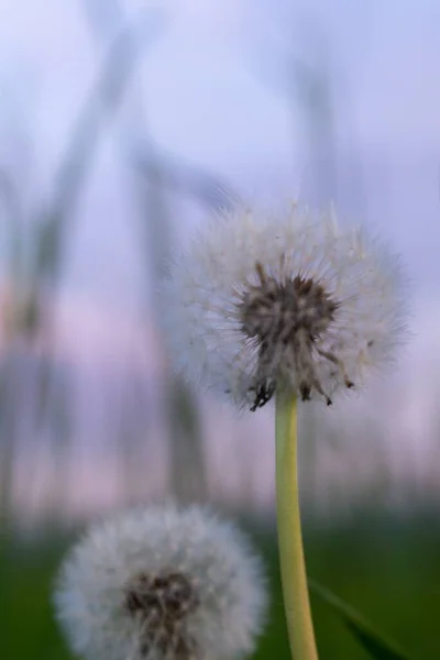 Pluizige Paardebloemen Natuurlijke Groene Lente Achtergrond — Stockfoto