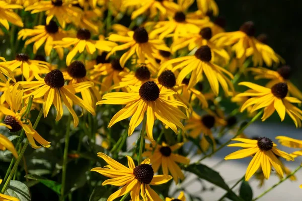 Sárga Virágok Mezőn Közeli Felvétel — Stock Fotó