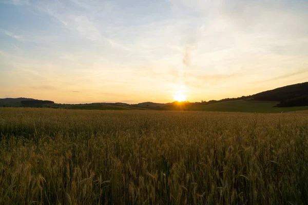 Beautiful View Wheat Field Sunset — Stock Photo, Image