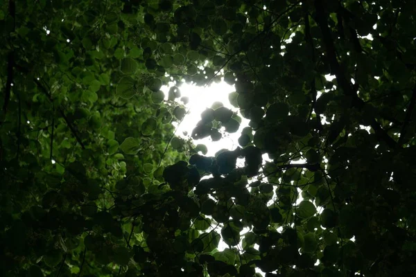 Vacker Botanisk Skott Naturliga Tapeter — Stockfoto