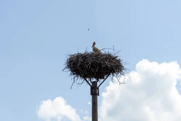 Witte Ooievaar Nest Achtergrond — Stockfoto