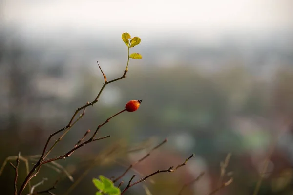 Erstaunliche Blumen Herbst Thema Hintergrund — Stockfoto