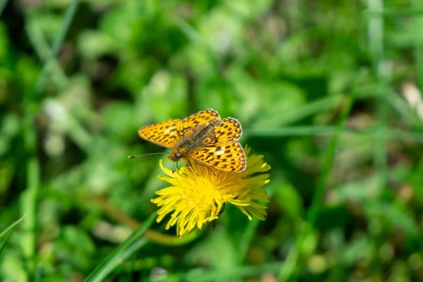 Papillon Sur Belle Fleur Sur Fond Gros Plan — Photo