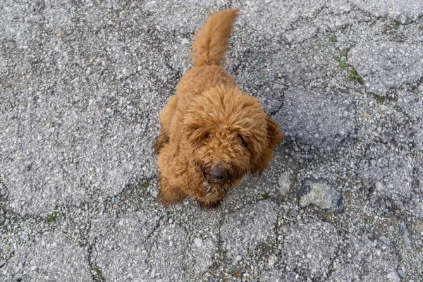 昼間は路上で可愛い犬が — ストック写真