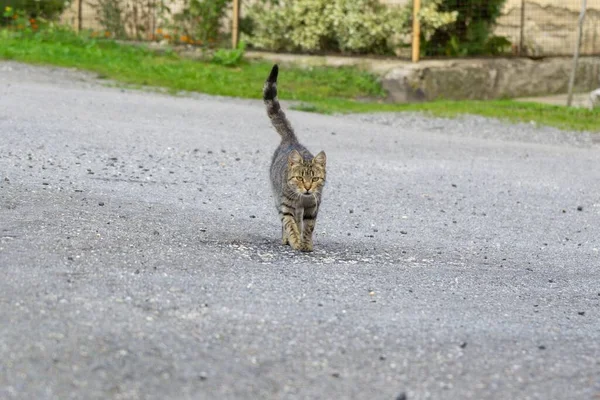 Mignon Chat Plein Air Dans Parc — Photo