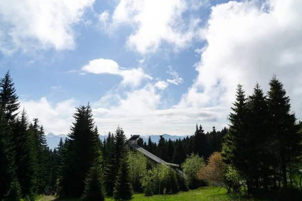 Alberi Magici Nella Foresta Durante Giornata Sole Slovacchia — Foto Stock