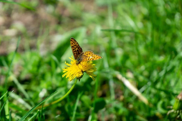 Papillon Sur Belle Fleur Sur Fond Gros Plan — Photo