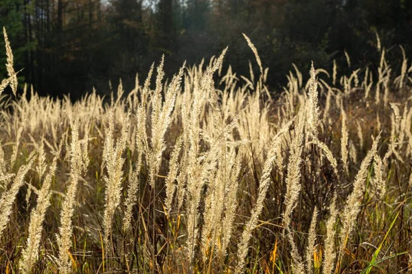 reed grass in field, nature and forest