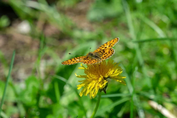背景の美しい花に蝶 クローズアップ — ストック写真