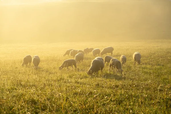 Louka Stromy Výhledy Hory Ovcemi Slovensko — Stock fotografie