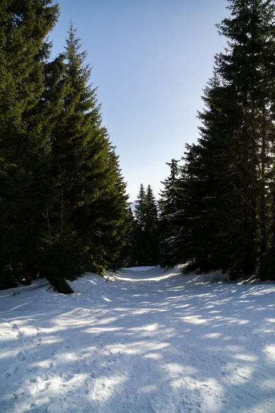 Sapins Neige Montagne — Photo