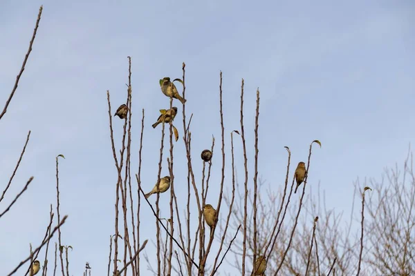 Visão Pássaros Empoleirados Galhos Árvores — Fotografia de Stock