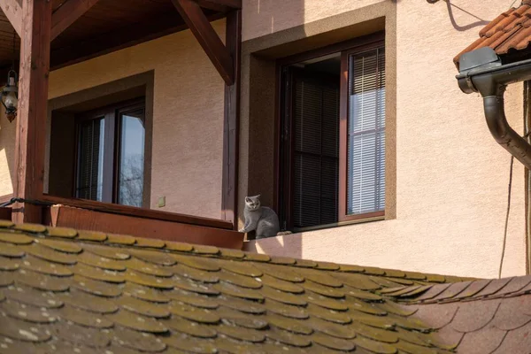 Vacker Stor Katt Fönstret — Stockfoto