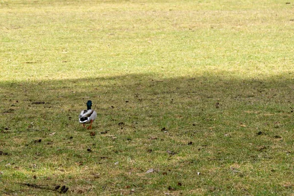 Pato Sobre Fondo Campo Verde — Foto de Stock