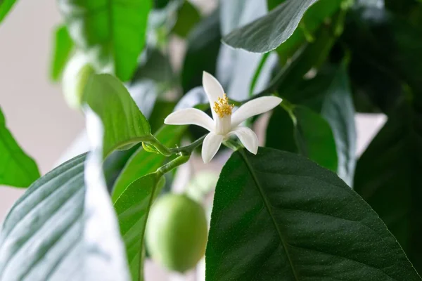 Planta Verde Com Flor Branca — Fotografia de Stock