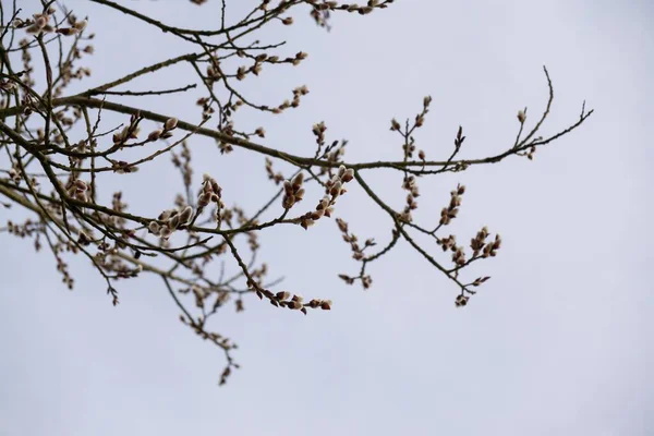 Voorjaarsboom Bloeiend Bloeiende Boom Slowakije — Stockfoto