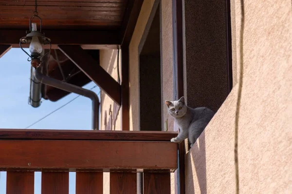 Vacker Stor Katt Fönstret — Stockfoto