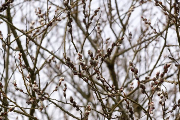 Floração Árvore Primavera Árvore Florescente Eslováquia — Fotografia de Stock