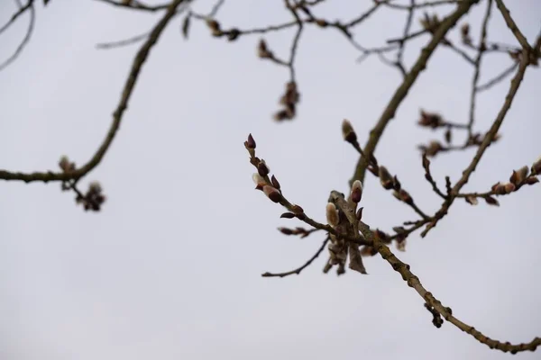 Albero Primaverile Fiore Albero Fiore Slovacchia — Foto Stock