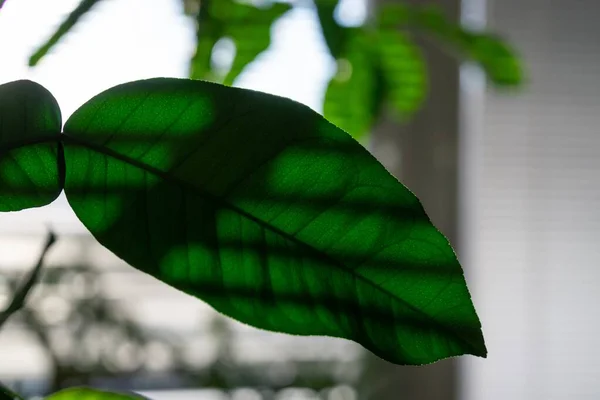 Grüne Pflanze Topf Hintergrund — Stockfoto