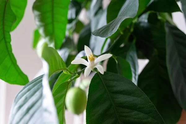 Planta Verde Com Flor Branca — Fotografia de Stock
