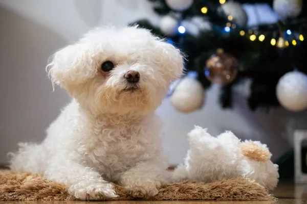 Portrait Petit Chien Blanc Près Sapin Noël — Photo