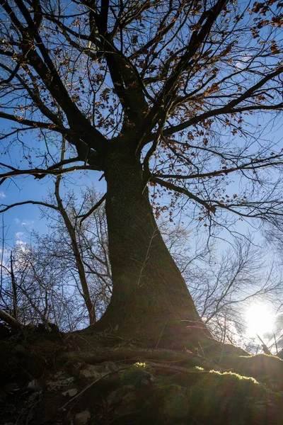 Güneşli Bir Günde Ormanda Ağaçlar Slovakya — Stok fotoğraf