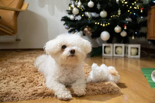 Portrait Petit Chien Blanc Près Sapin Noël — Photo