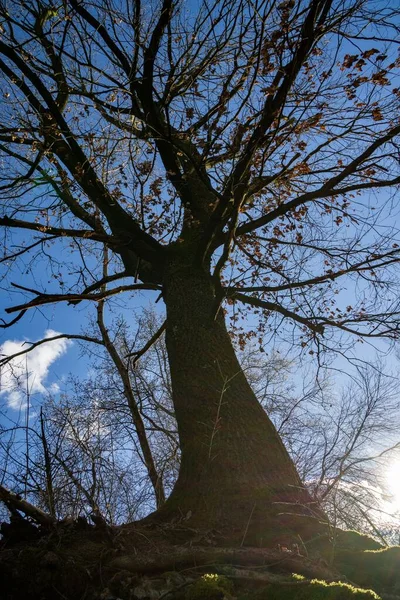 Bäume Wald Sonnigen Tagen Slowakei — Stockfoto