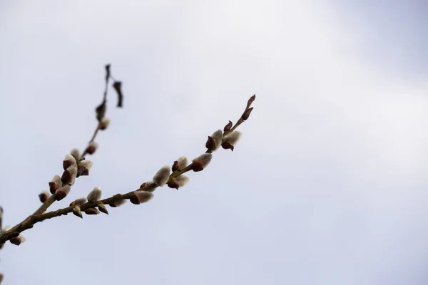 春树盛开 盛开的树 斯洛伐克 — 图库照片