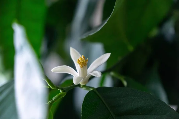 Zielona Roślina Białym Kwiatem — Zdjęcie stockowe