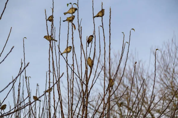 Вид Птиц Сидящих Ветвях Деревьев — стоковое фото