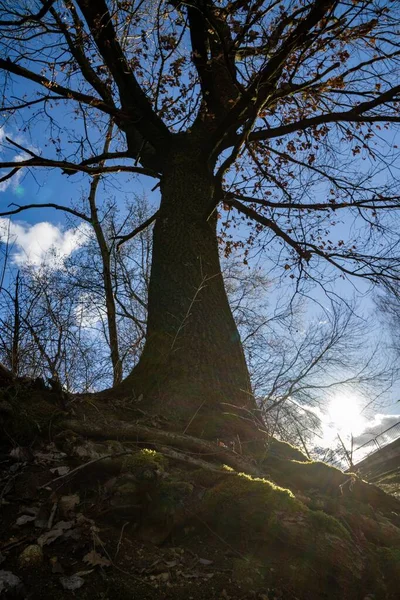 Güneşli Bir Günde Ormanda Ağaçlar Slovakya — Stok fotoğraf